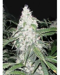 White Widow Auto Fem...
