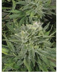 White Widow Auto Fem...