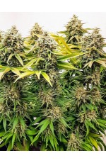 Zombie Feminized 33%...