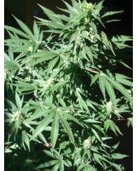 AK47 Auto Feminized...