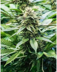 AK47 Auto Feminized...