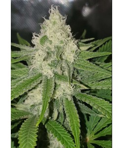 New Amnesia feminize...