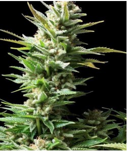 Amnesia Auto Feminiz...