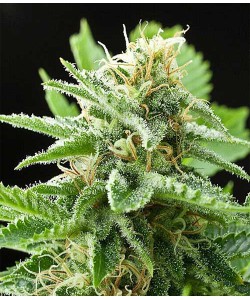 Amnesia Auto Feminiz...
