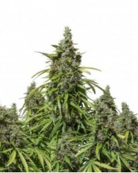 Auto Mazar feminized...