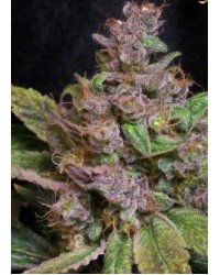Blueberry Auto Femin...