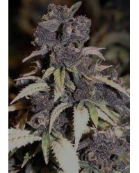 Blueberry Auto Femin...