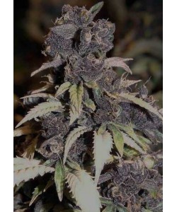 Blueberry Auto Femin...