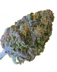 CBD Blue Cream...