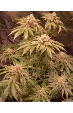 Kerosene Kush...