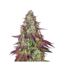 Mimosa Feminized