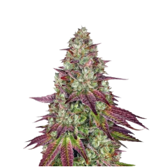 Mimosa Feminized