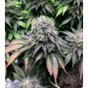 Mimosa Feminized