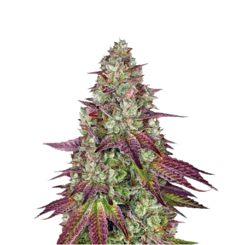 Mimosa Feminized