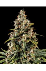 Red Gun Auto Feminiz...