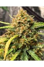Scout Auto Feminized...