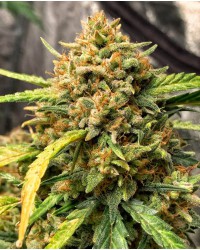 Scout Auto Feminized...