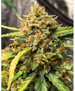Scout Auto Feminized...