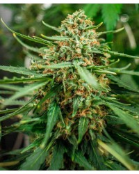 Scout Auto Feminized...