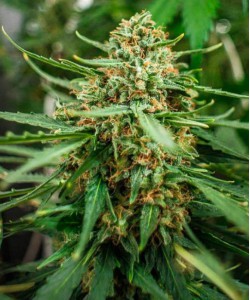 Scout Auto Feminized...