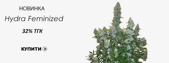 Hydra Feminized
