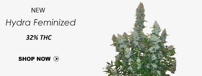 Hydra Feminized