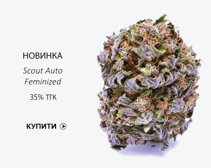 Scout Auto Feminized