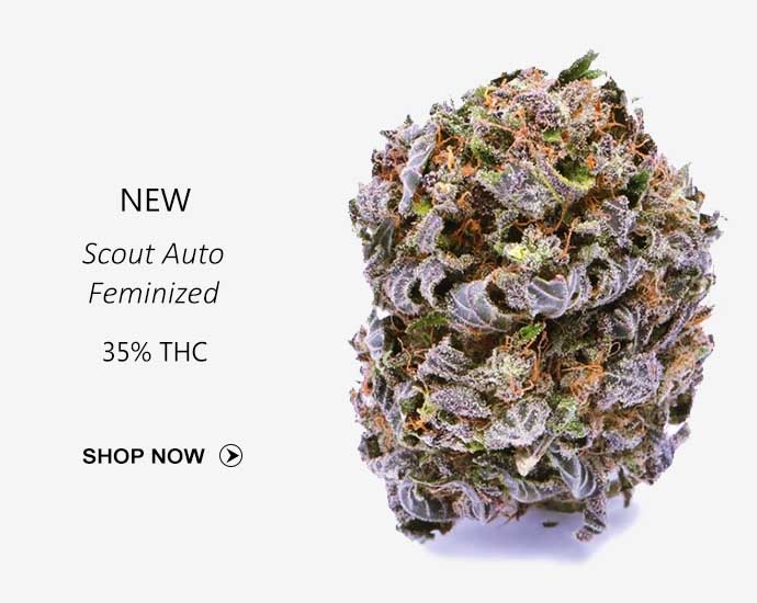 Scout Auto Feminized